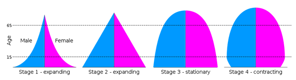 Population pyramid stages